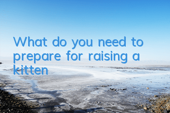 TWhat do you need to prepare for raising a kitten?
