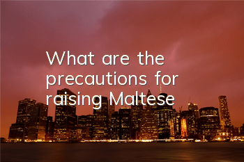 TWhat are the precautions for raising Maltese?
