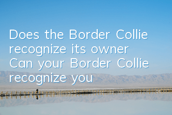 Does the Border Collie recognize its owner? Can your Border Collie recognize you?