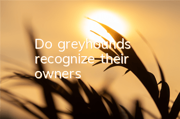 Do greyhounds recognize their owners?