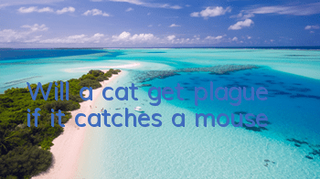 Will a cat get plague if it catches a mouse?