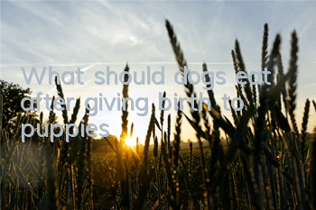 TWhat should dogs eat after giving birth to puppies?