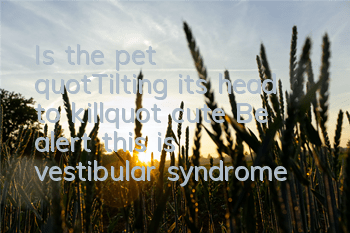 Is the pet "Tilting its head to kill" cute? Be alert, this is vestibular syndrome!
