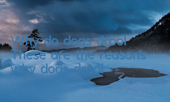 Why do dogs drool? These are the reasons why dogs drool