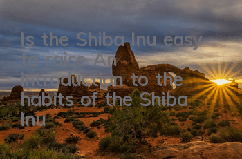 Is the Shiba Inu easy to raise? An introduction to the habits of the Shiba Inu!