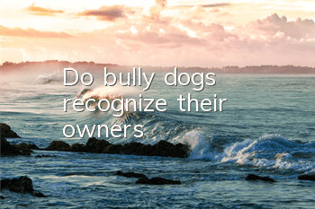 TDo bully dogs recognize their owners?