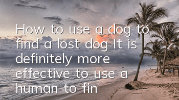 How to use a dog to find a lost dog? It is definitely more effective to use a human to find it!