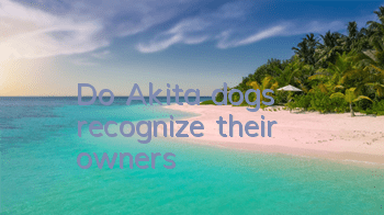 Do Akita dogs recognize their owners?