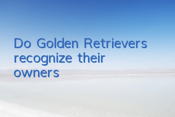 Do Golden Retrievers recognize their owners?