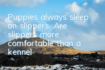 Puppies always sleep on slippers. Are slippers more comfortable than a kennel?