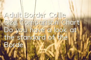 Adult Border Collie Size Comparison Chart: Do you have a look at the standard of the Border Collie you raise?