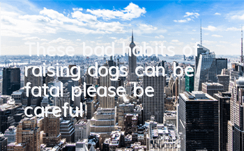 These bad habits of raising dogs can be fatal, please be careful!