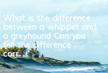 What is the difference between a whippet and a greyhound? Can you tell the difference correctly?