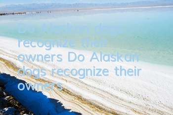 TDo Alaskan dogs recognize their owners? Do Alaskan dogs recognize their owners?