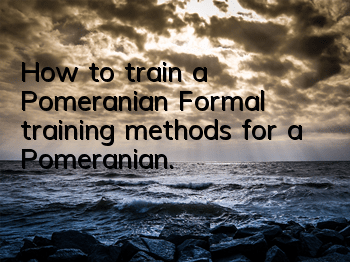 How to train a Pomeranian? Formal training methods for a Pomeranian.