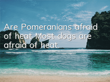 Are Pomeranians afraid of heat? Most dogs are afraid of heat.