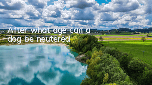 TAfter what age can a dog be neutered?