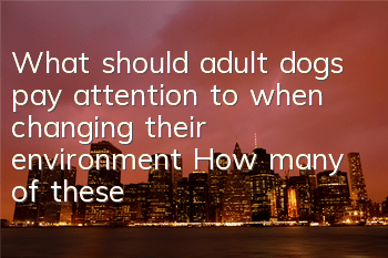 What should adult dogs pay attention to when changing their environment? How many of these precautions do you remember?
