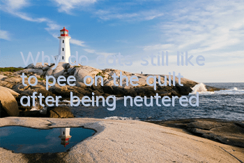 Why do cats still like to pee on the quilt after being neutered?