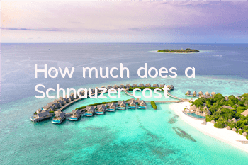 How much does a Schnauzer cost?