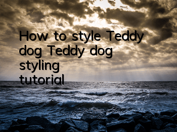 How to style Teddy dog? Teddy dog ​​styling tutorial!