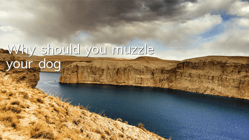 TWhy should you muzzle your dog?