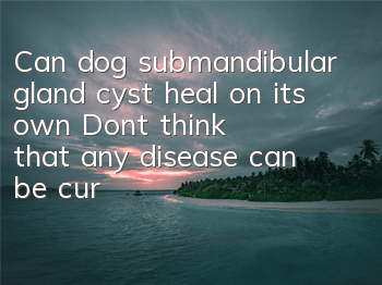 Can dog submandibular gland cyst heal on its own? Don’t think that any disease can be cured on its own!