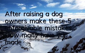 TAfter raising a dog, owners make these 5 unforgivable mistakes. How many have you made?