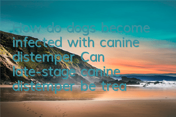How do dogs become infected with canine distemper? Can late-stage canine distemper be treated with monoclonal antibody injections?