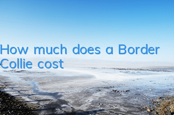 How much does a Border Collie cost?