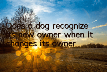 Does a dog recognize its new owner when it changes its owner?