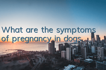 TWhat are the symptoms of pregnancy in dogs?