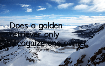 TDoes a golden retriever only recognize one owner?