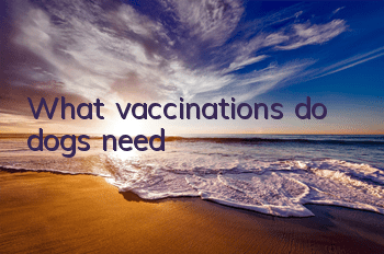 TWhat vaccinations do dogs need?