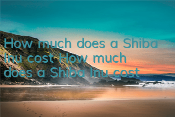 How much does a Shiba Inu cost? How much does a Shiba Inu cost?