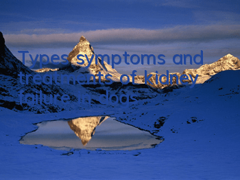 TTypes, symptoms and treatments of kidney failure in dogs