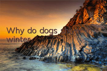 TWhy do dogs shiver in winter?