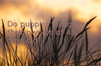Do puppies recognize their owners at 45 days old?