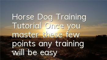 Horse Dog Training Tutorial Once you master these few points, any training will be easy!