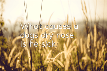 What causes a dog's dry nose? Is he sick?