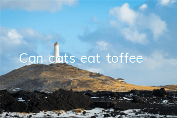 Can cats eat toffee?