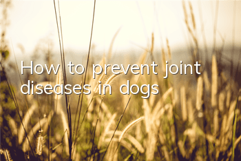 THow to prevent joint diseases in dogs