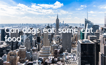 Can dogs eat some cat food?