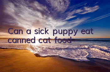 TCan a sick puppy eat canned cat food?