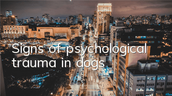 Signs of psychological trauma in dogs
