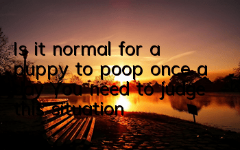 Is it normal for a puppy to poop once a day? You need to judge this situation!