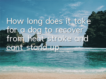 How long does it take for a dog to recover from heat stroke and can’t stand up?