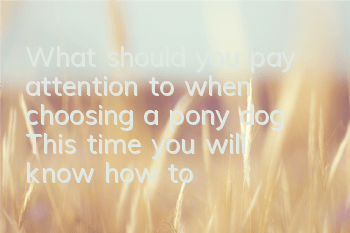What should you pay attention to when choosing a pony dog? This time you will know how to choose!