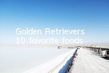 Golden Retriever’s 10 favorite foods