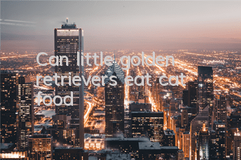 TCan little golden retrievers eat cat food?